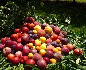 Rayner's Orchard - Mackay Tourism 0