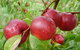Rayner's Orchard - thumb 4