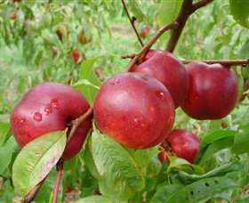 Rayner's Orchard - Mackay Tourism 4