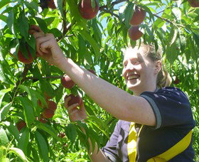 Rayner's Orchard - Mackay Tourism 3