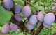 Rayner's Orchard - thumb 5