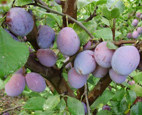 Rayner's Orchard - Mackay Tourism 5