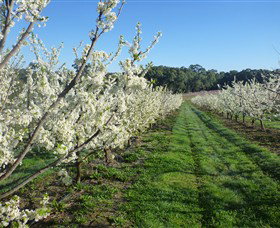 Rayner's Orchard - Mackay Tourism 6