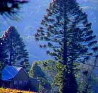 Bunya Mountains National Park - Mackay Tourism
