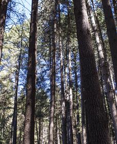 Sugarpine Walk - Mackay Tourism 1