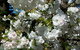 Beleura The House And Garden - thumb 1
