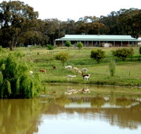 Clearview Alpacas - Mackay Tourism