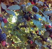 Gunnadoo Berries - Mackay Tourism
