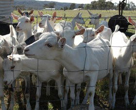 Jannei Artisan Cheese Makers - Mackay Tourism 5
