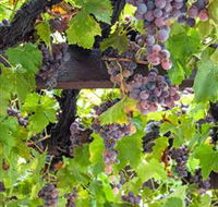  Murrumbateman Winery Company Pty Ltd  - Mackay Tourism