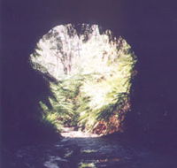 Glow Worm Tunnel - Mackay Tourism