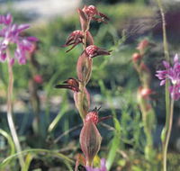 Carnamah-Eneabba Wildflower Drive - Mackay Tourism