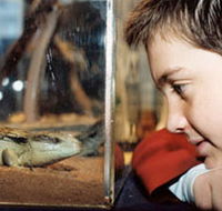 Canberra Reptile Zoo - Mackay Tourism