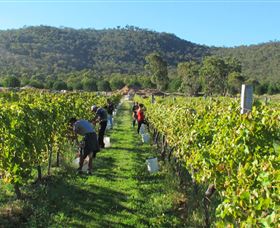 Savina Lane Premum Wines - Mackay Tourism 1