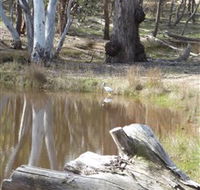 Mulligans Flat - Mackay Tourism