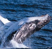 Sydney Eco Whale Watching - Mackay Tourism