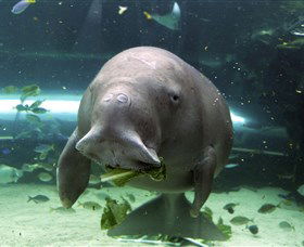 SEA LIFE Sydney Aquarium - Mackay Tourism 1