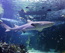 SEA LIFE Sydney Aquarium - Mackay Tourism 0