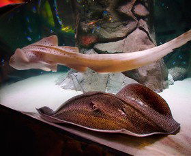 SEA LIFE Sydney Aquarium - Mackay Tourism 4
