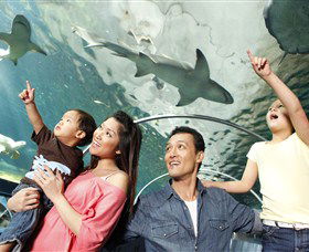 SEA LIFE Sydney Aquarium - Mackay Tourism 7