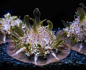 SEA LIFE Sydney Aquarium - Mackay Tourism 8
