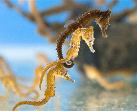 SEA LIFE Sydney Aquarium - Mackay Tourism 6