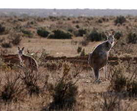 Silver City Tours - Mackay Tourism 1
