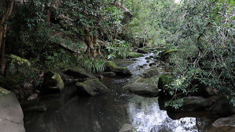 Lane Cove National Park - Mackay Tourism 3