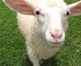 Golden Ridge Animal Farm - Mackay Tourism 0