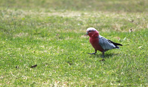 Royal National Park - Mackay Tourism 3