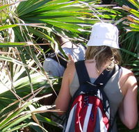 Palm Jungle loop track - Mackay Tourism