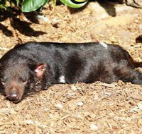 Symbio Wildlife Park - Mackay Tourism