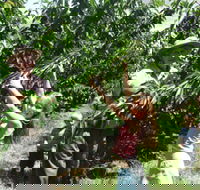 Forest Range Cherries - Mackay Tourism