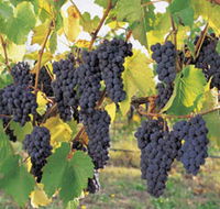 Hills Short Wine and Food Trail - Mackay Tourism