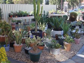 Cactus Creations - Mackay Tourism 1
