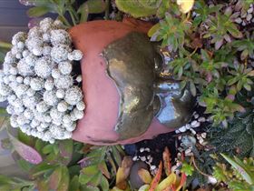 Cactus Creations - Mackay Tourism 2