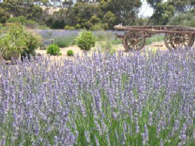Emu Bay Lavender - Mackay Tourism 3