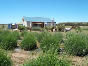 Emu Bay Lavender - Mackay Tourism 1