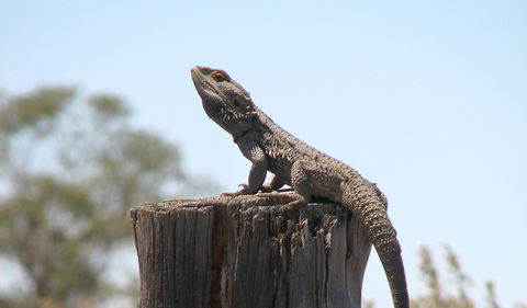 Nilla Yannagalang Billana - Mackay Tourism 2