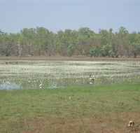 Leaning Tree Lagoon Nature Park - Mackay Tourism