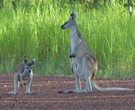 Djukbinj National Park - Mackay Tourism 1
