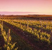 Ralph Fowler Wines - Mackay Tourism