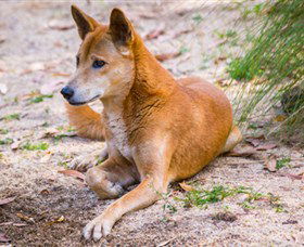 Territory Wildlife Park - Mackay Tourism 2