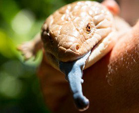 Territory Wildlife Park - Mackay Tourism 5