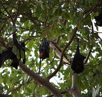 Manngarre Rainforest Walk - Mackay Tourism