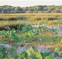 Fogg Dam Conservation Reserve - Mackay Tourism