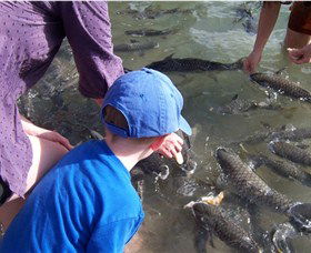 Aquascene - Mackay Tourism 0