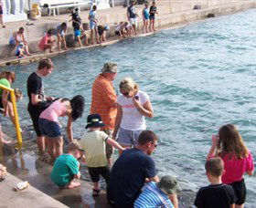 Aquascene - Mackay Tourism 3