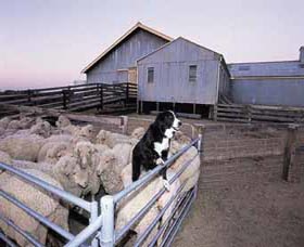 Shear Outback The Australian Shearers Hall Of Fame - Mackay Tourism 1