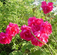 Bishop's Lodge Historic House and Heritage Rose Garden - Mackay Tourism